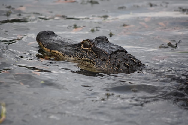 Alligator im Bayou in New Orleans Louisiana.