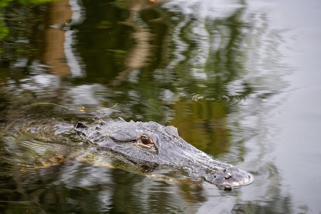 Alligator im Wasser liegend aufgenommen im Everglades National Park