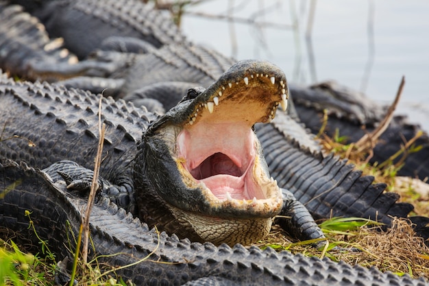 Alligator in Florida