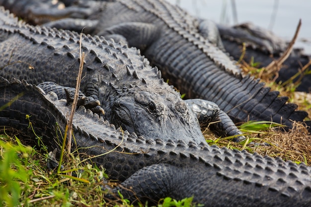 Alligator in Florida