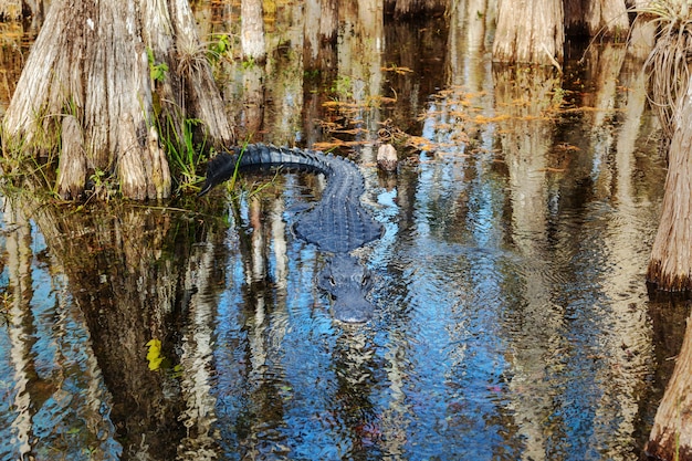 Alligator in Florida