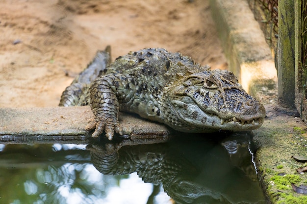 Alligator Jacare do Papo Amarelo im Park in Rio de Janeiro, Brasilien.