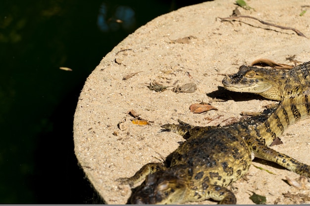 Alligator Jacare do papo amarelo en el parque de Río de Janeiro, Brasil.