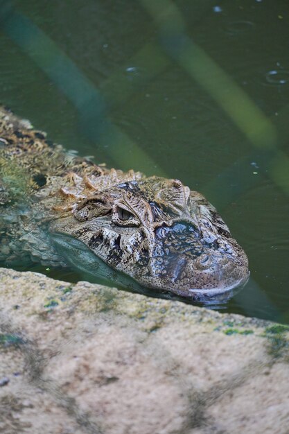 Alligator Jacare do papo amarelo en el parque de Río de Janeiro, Brasil.