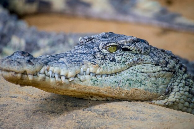 Alligator, Krokodil, das auf dem Sand neben einem braunen Fluss ruht