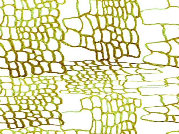 Foto alligator-nahaufnahme-hintergrund. raubtier-tierhaut-druck. drachenhautimitation. krokodil-nahtloses muster. handgezeichnetes krokodilmuster in grün und aqua menthe. afrika-tierleder-illustration.