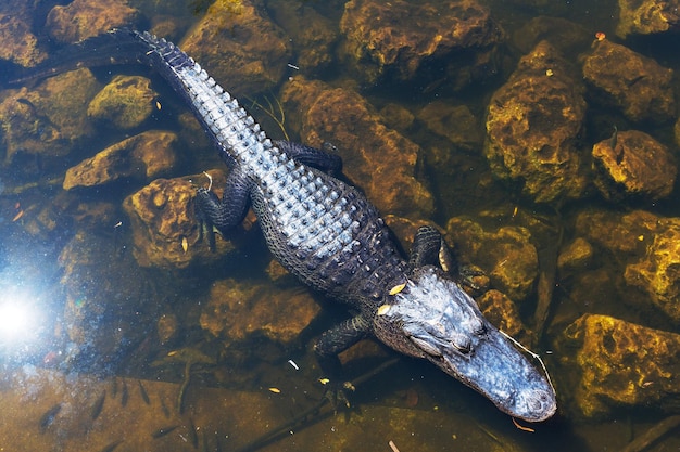 Alligator