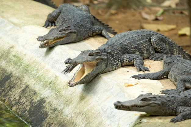 Alligator