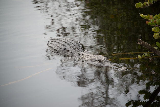 Foto alligatorschwimmen