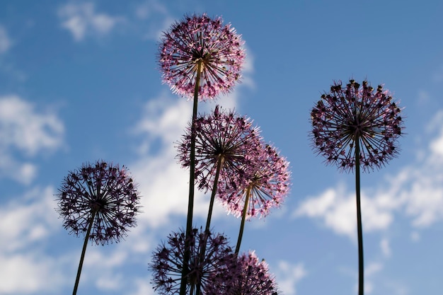 Allium blüht gegen den blauen Himmel