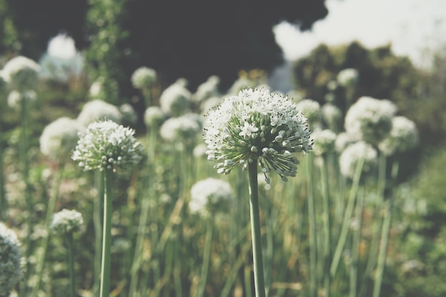 Allium chalota cebolla ajo cebollino cebolleta puerro flor que crece en el jardín de campo