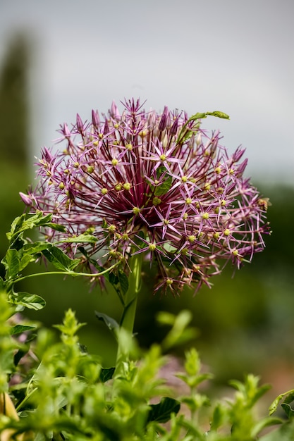 Allium christophii (estrela da pérsia)