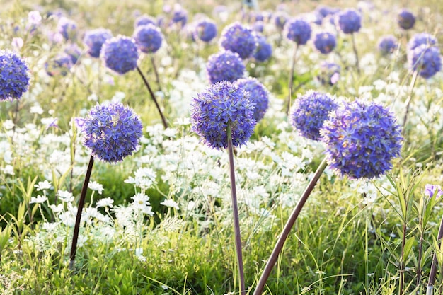 Allium giganteum Blütenköpfe Riesenzwiebel Allium Die Blumen blühen am frühen Sommermorgen Feld voller rosa Allium Schöne lila Allium-Blumen in voller Blüte