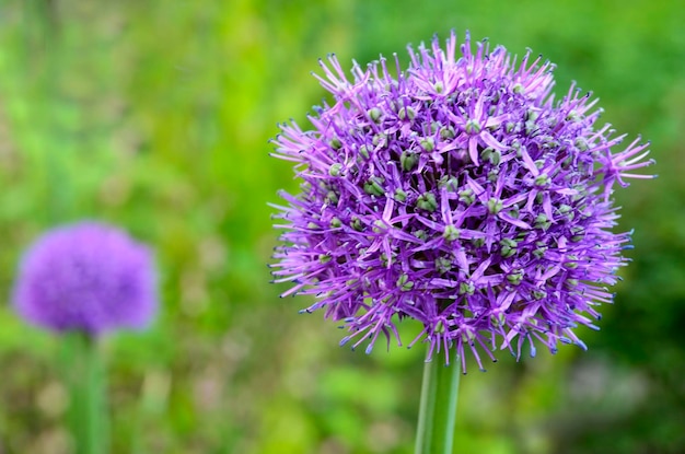 Allium giganteum o flores de cebolla ornamentales en el jardínConcepto de plantas con flores decorativas