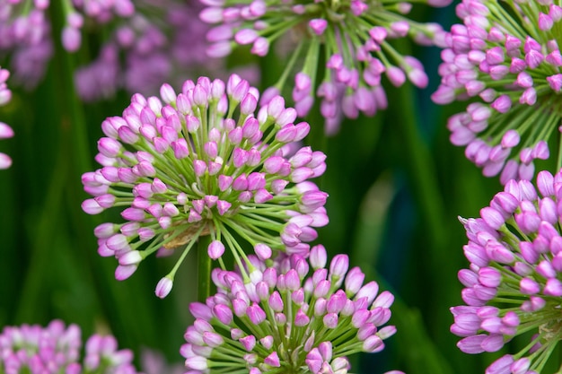 Allium Millenium