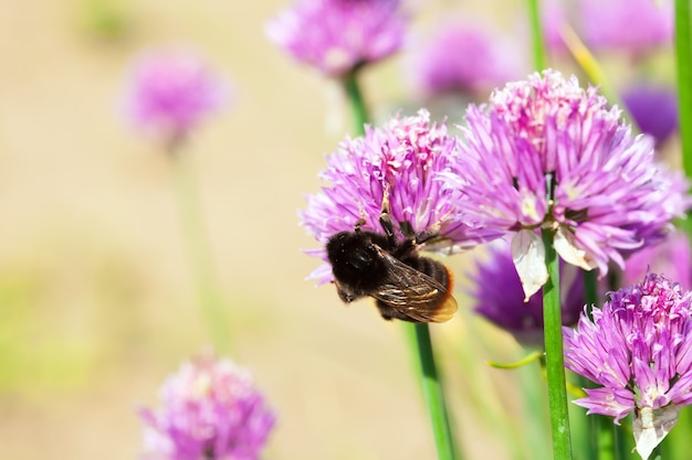 Allium planta con la abeja