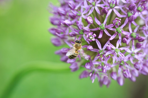 Allium puerro o flor de puerro hermosa flor púrpura redonda Fondo natural en el jardín de verano