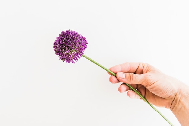 Allium púrpura aislado en fondo blanco con mano humana