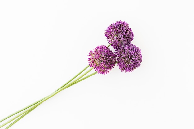 Allium púrpura aislado en fondo blanco con mano humana