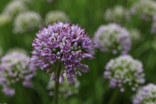 Allium senescens comumente chamado de planta florescente de cebolinha envelhecida no jardim de verão