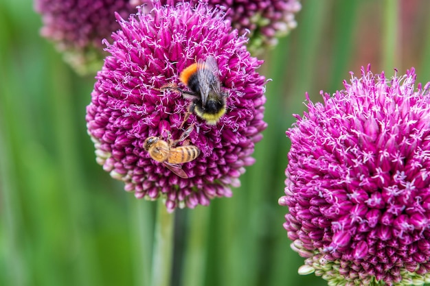 Foto allium sphaerocephalon