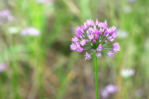 Alllium morado