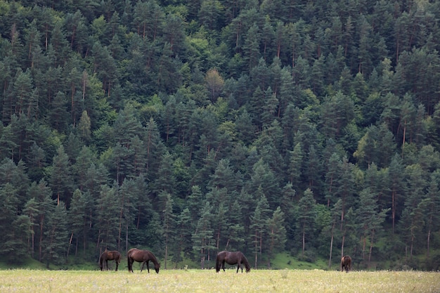 Alm im Wald für Pferde.