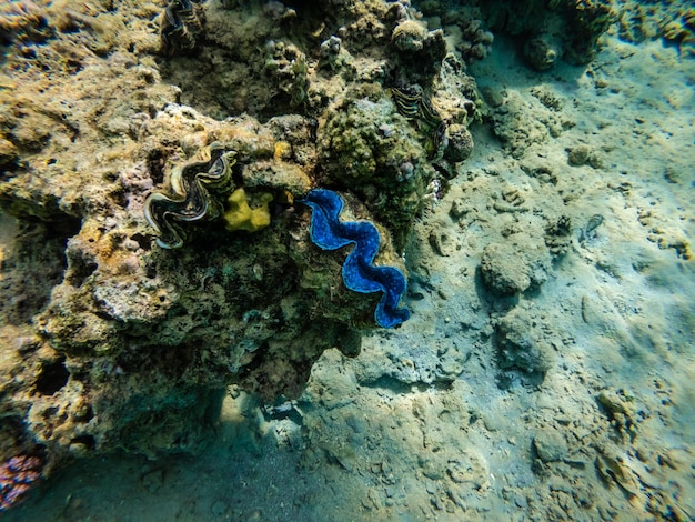 Almeja gigante Tridacna bajo el agua en el arrecife de coral del Mar Rojo