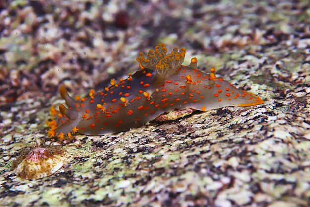 almeja nudibranquio foto submarina macro