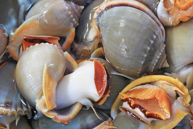 Almejas frescas en el mercado de mariscos de la isla de Phu Quoc Vietnam