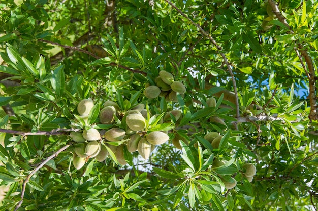 Almendra inmadura en la rama del árbol en Sicilia, Italia