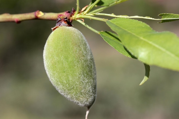 almendras en un árbol