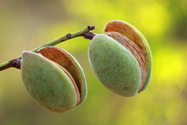 almendras en un árbol