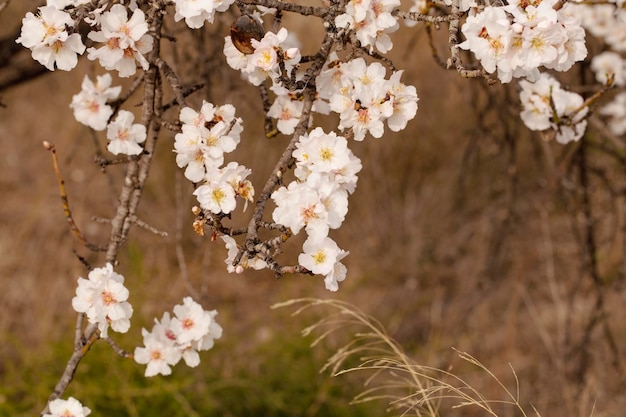 Almendras en flor Fondo de flores de primavera Hermosa naturaleza con un árbol floreciente en un día soleado Flores de primavera Hermoso jardín en primavera Resumen fondo borroso