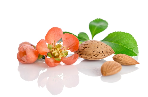 Almendras con hojas y flores aisladas en blanco