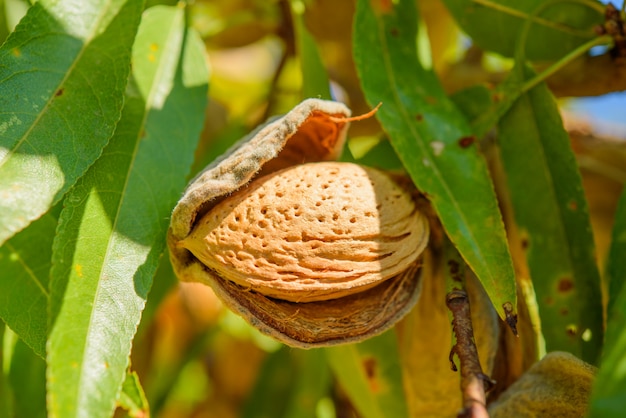 Almendras maduras en la rama de un árbol