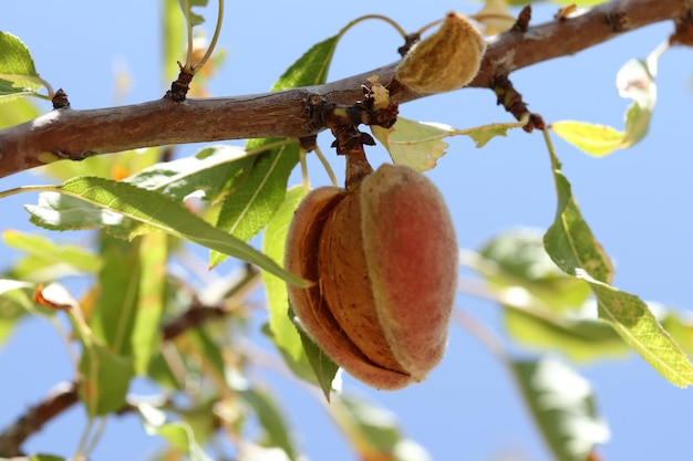 Almendras maduras en la rama