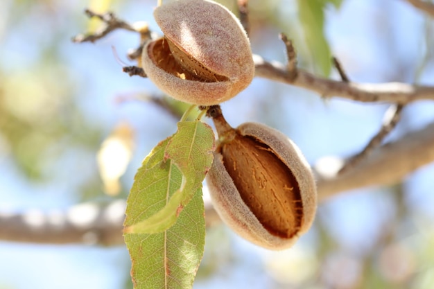 Foto almendras maduras en la rama