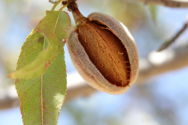 Almendras maduras en la rama