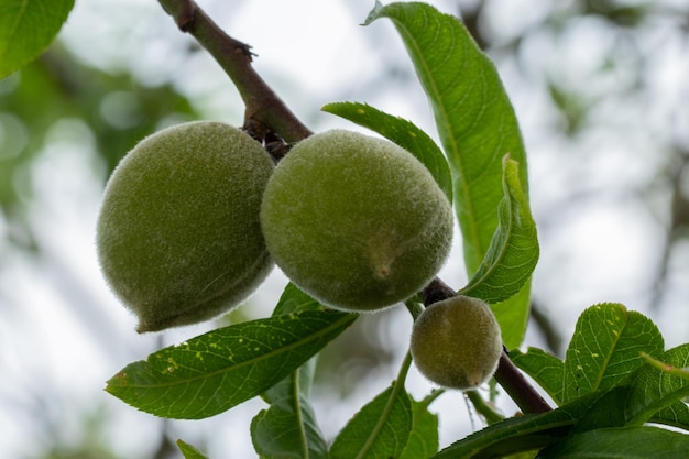 almendras verdes en la rama de un árbol