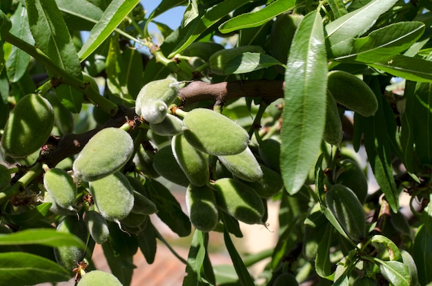 Almendras