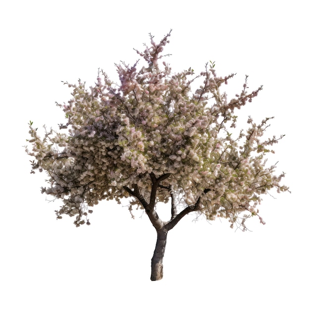 Almendro aislado sobre fondo transparente Árbol floreciente Primavera rosa y flores blancas PNG AI generativo