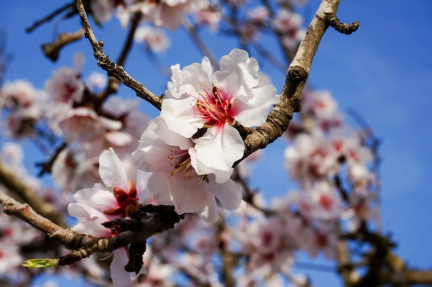 Almendro en flor de cerca