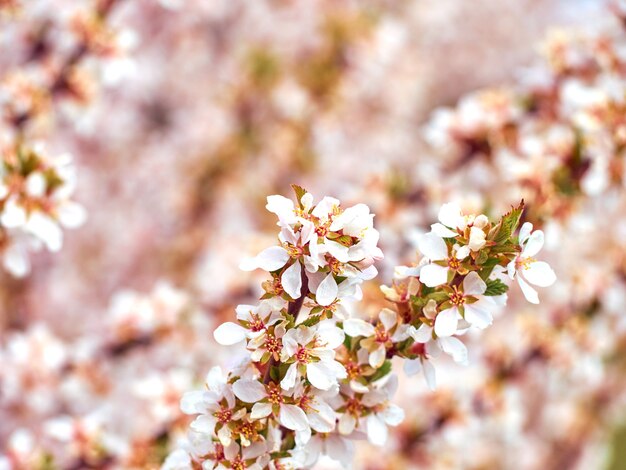 Almendro en flor en el parque.