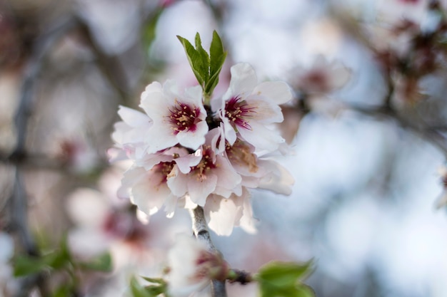 Almendro en flor