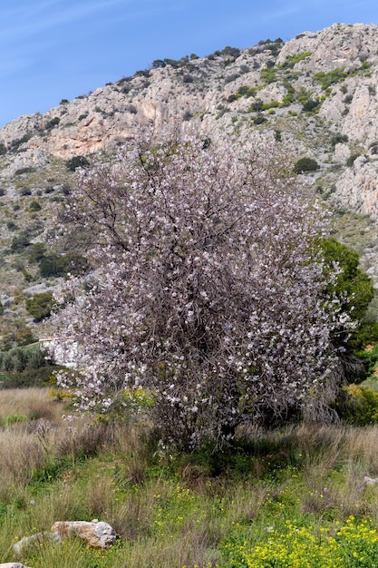 El almendro florece en las montañas