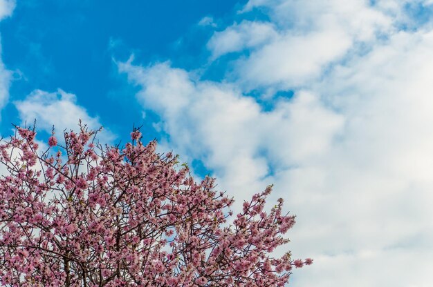 Almendro florecido en primavera