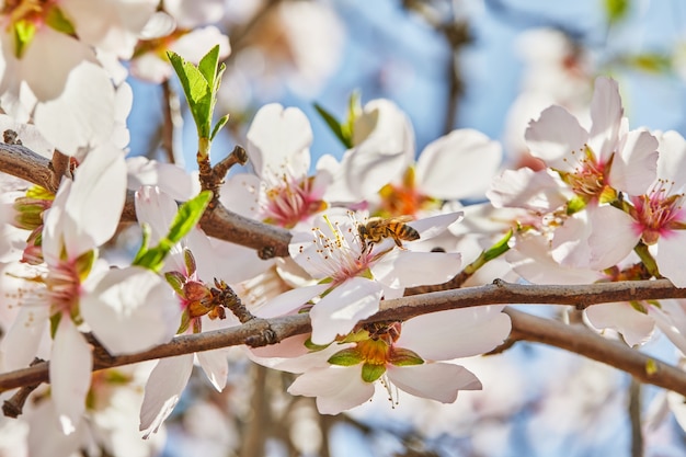 Almendro floreciente con abeja recogiendo polen de flores.