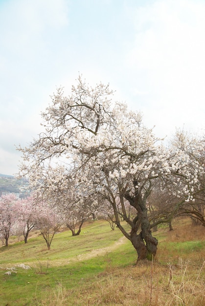 Almendro floreciente con flores rosas blancas