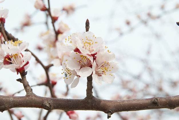 El almendro flores rosadas con ramas.